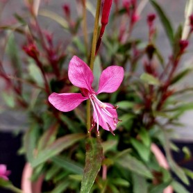 Gaura 'Flamingo Pink' - Díszgyertya Gaura 'Flamingo Pink' - Díszgyertya