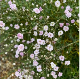 Gypsophila 'Rosenschleier' - Fátyolvirág