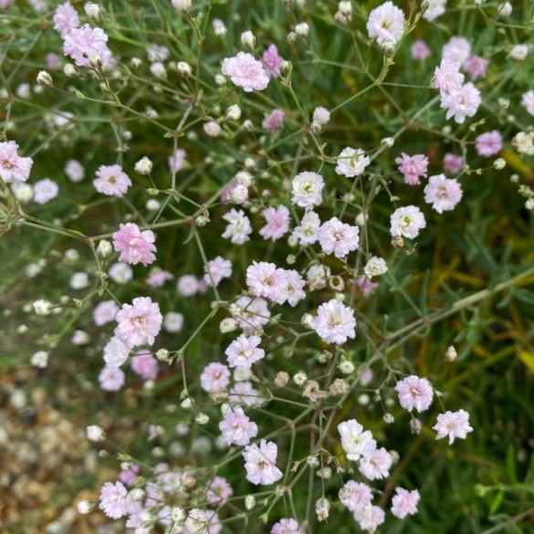 Gypsophila 'Rosenschleier' - Fátyolvirág