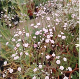Gypsophila 'Festival Pink Lady' - Fátyolvirág