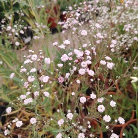 Gypsophila 'Festival Pink Lady' - Fátyolvirág Gypsophila 'Festival Pink Lady' - Fátyolvirág