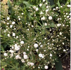 Gypsophila 'White Festival' - Fátyolvirág