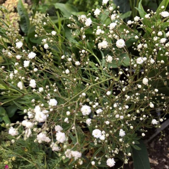 Gypsophila 'White Festival' - Fátyolvirág