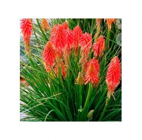 Kniphofia 'Nancy's Red' - Fáklyaliliom