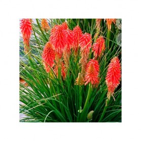 Kniphofia 'Nancy's Red' - Fáklyaliliom