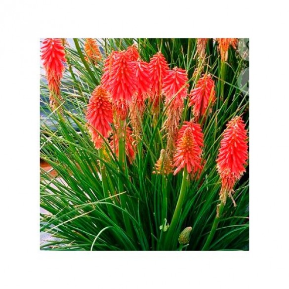 Kniphofia 'Nancy's Red' - Fáklyaliliom