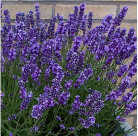 Lavandula 'Anna' - Levendula