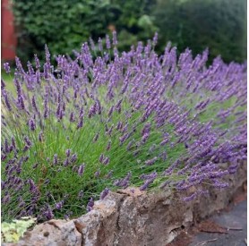 Lavandula 'Grosso' - Levendula