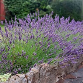Lavandula 'Grosso' - Levendula Lavandula 'Grosso' - Levendula