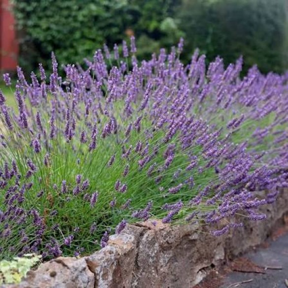 Lavandula 'Grosso' - Levendula Lavandula 'Grosso' - Levendula