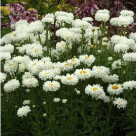 Leucanthemum 'Victorian Secret' - Margaréta
