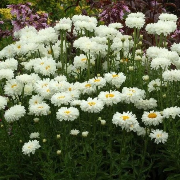Leucanthemum 'Victorian Secret' - Margaréta
