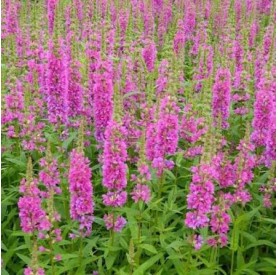 Lythrum 'Pink Promenade' - Vesszős füzény