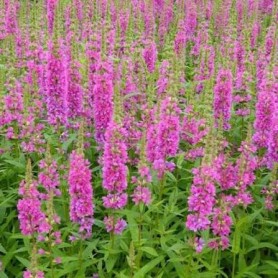 Lythrum 'Pink Promenade' - Vesszős füzény Lythrum 'Pink Promenade' - Vesszős füzény