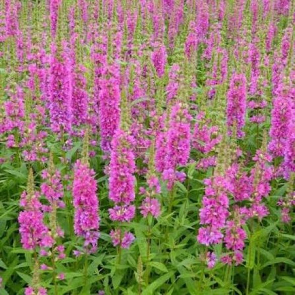 Lythrum 'Pink Promenade' - Vesszős füzény