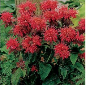 Monarda 'Fireball' - Méhbalzsam