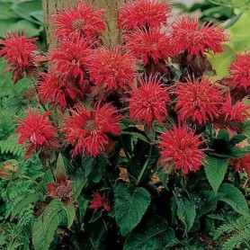 Monarda 'Fireball' - Méhbalzsam Monarda 'Fireball' - Méhbalzsam