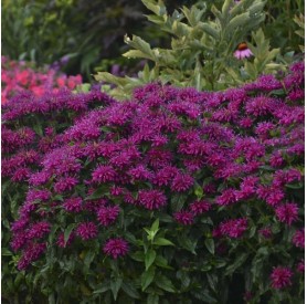 Monarda 'Grape Gumball' - Méhbalzsam