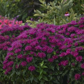 Monarda 'Grape Gumball' - Méhbalzsam Monarda 'Grape Gumball' - Méhbalzsam