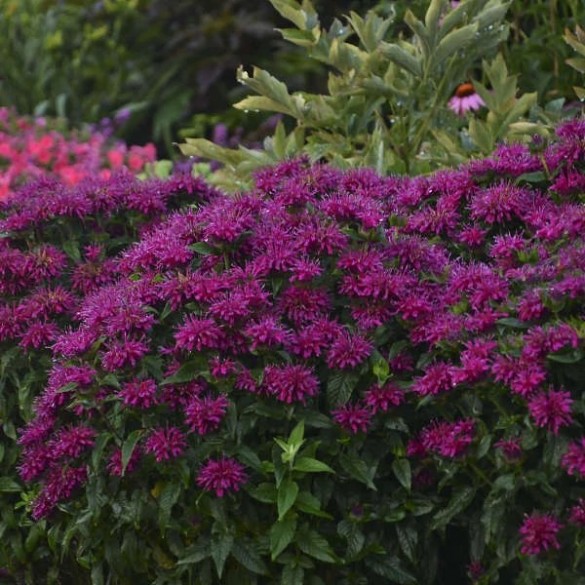 Monarda 'Grape Gumball' - Méhbalzsam