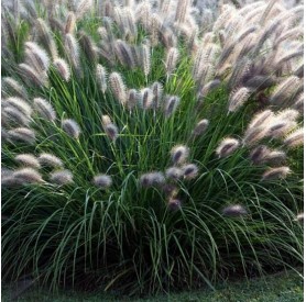 Pennisetum 'Moudry' - Tollborzfű
