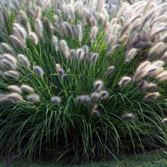 Pennisetum 'Moudry' - Tollborzfű Pennisetum 'Moudry' - Tollborzfű