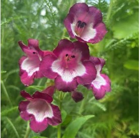 Penstemon 'Partybells Violet' - Bugatölcsér