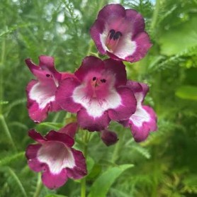 Penstemon 'Partybells Violet' - Bugatölcsér