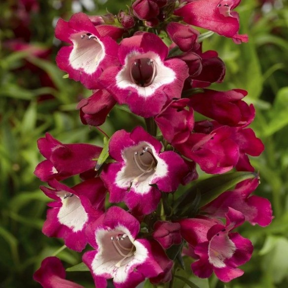 Penstemon 'Phoenix Red' - Bugatölcsér Penstemon 'Phoenix Red' - Bugatölcsér