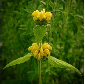 Phlomis russeliana - Macskahere