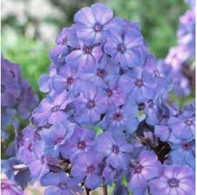 Phlox 'Blue Paradise' - Bugás lángvirág