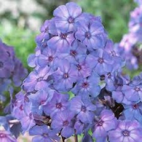 Phlox 'Blue Paradise' - Bugás lángvirág Phlox 'Blue Paradise' - Bugás lángvirág
