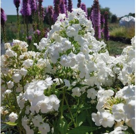 Phlox 'Düsterlohe' - Bugás lángvirág