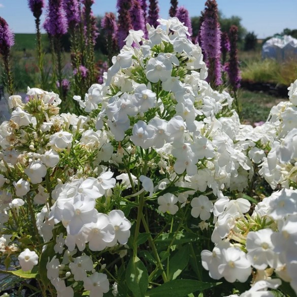 Phlox 'Düsterlohe' - Bugás lángvirág Phlox 'Düsterlohe' - Bugás lángvirág
