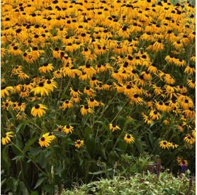 Rudbeckia 'Goldblitz' - Pompás kúpvirág