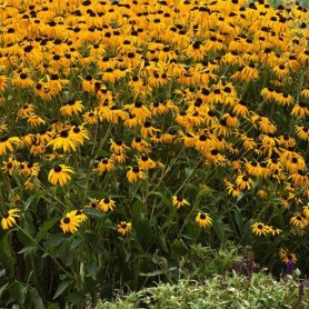 Rudbeckia 'Goldblitz' - Pompás kúpvirág Rudbeckia 'Goldblitz' - Pompás kúpvirág