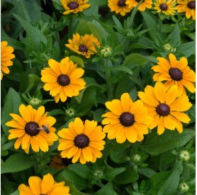 Rudbeckia 'Toto Gold' - Kúpvirág