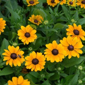 Rudbeckia 'Toto Gold' - Kúpvirág Rudbeckia 'Toto Gold' - Kúpvirág