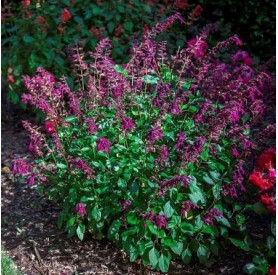 Salvia 'Love & Wishes' - Zsálya