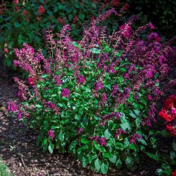 Salvia 'Love & Wishes' - Zsálya