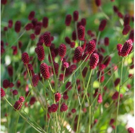 Sanguisorba 'Tanna' - Vérfű