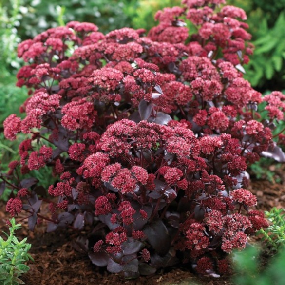 Sedum 'Purple Emperor' - Varjúháj