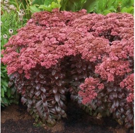 Sedum 'Dark Magic' - Bíboros varjúháj