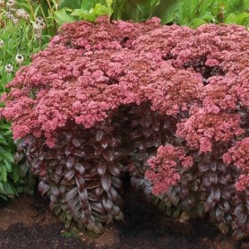 Sedum 'Dark Magic' - Bíboros varjúháj Sedum 'Dark Magic' - Bíboros varjúháj