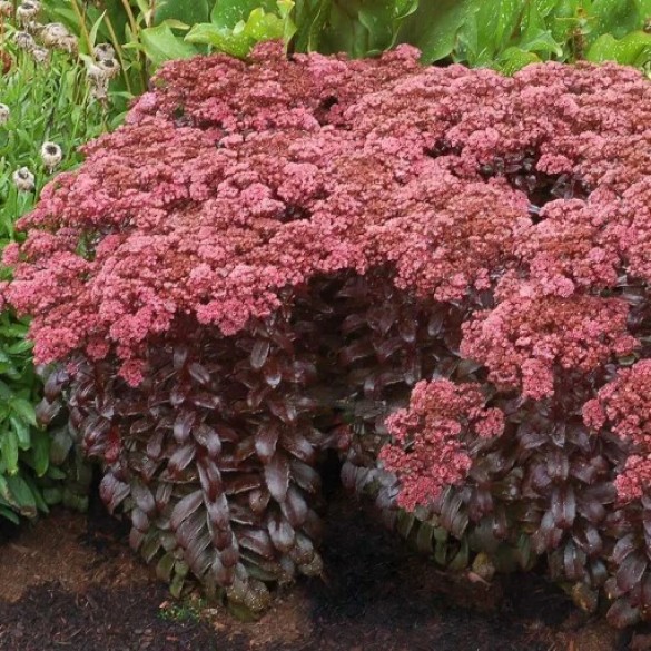Sedum 'Dark Magic' - Bíboros varjúháj