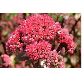 Sedum 'Red Globe' - Bíboros varjúháj