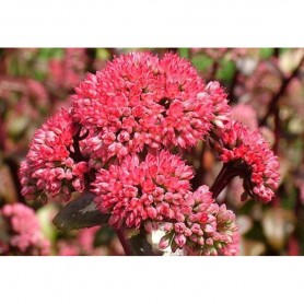 Sedum 'Red Globe' - Bíboros varjúháj Sedum 'Red Globe' - Bíboros varjúháj