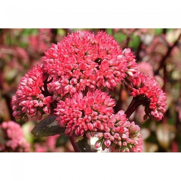 Sedum 'Red Globe' - Bíboros varjúháj