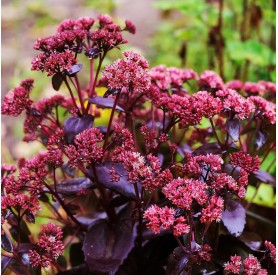Sedum 'Touchdown Teak' - Bíboros varjúháj