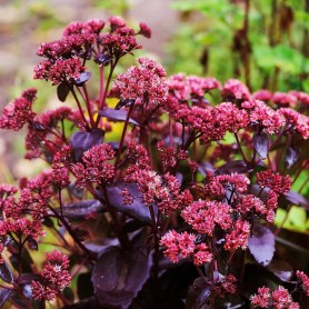 Sedum 'Touchdown Teak' - Bíboros varjúháj